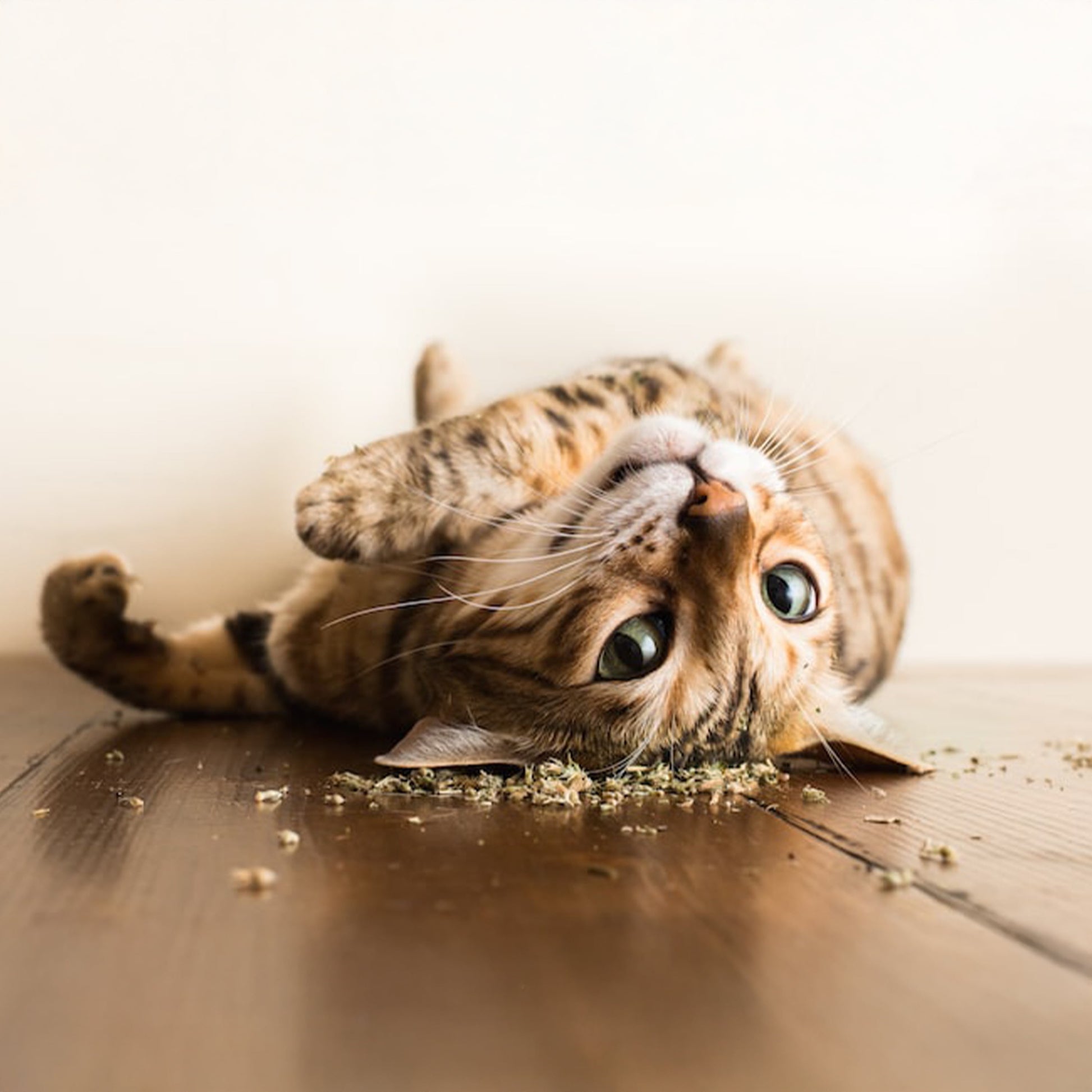 Catnip Garden Cup - 2.5 Oz Cat Toy